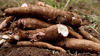 Picture of மரவள்ளிக்கிழங்கு (Cassava)