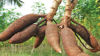 Picture of மரவள்ளிக்கிழங்கு (Cassava)